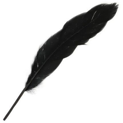 Eine elegante glänzend schwarze feder mit glattem leicht gebogenem schaf und dicht gepackten weichen barben
